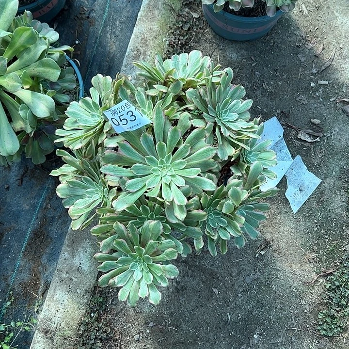 0531萤火粉黛多肉植物