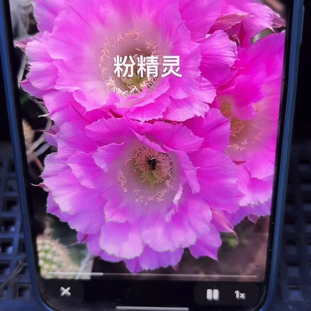 粉精灵无根侧牙四五公分高40