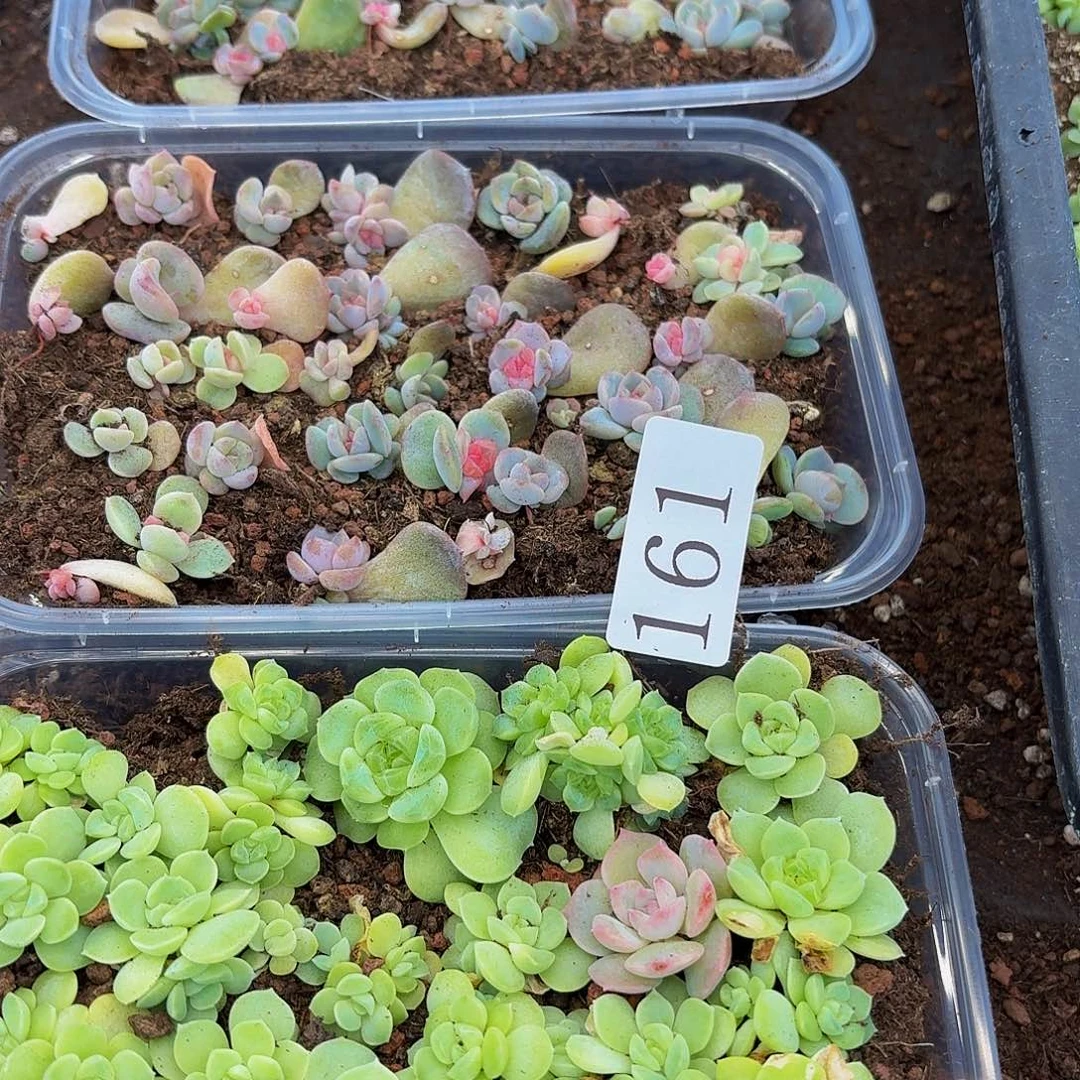 蔚*一多肉植物多肉植物161