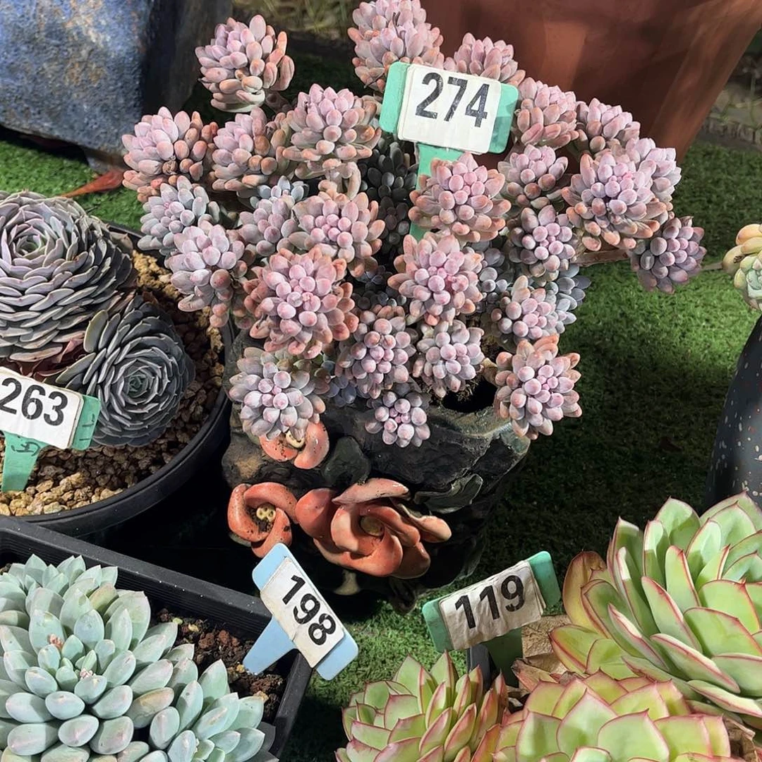 青***角手指多肉植物保护274