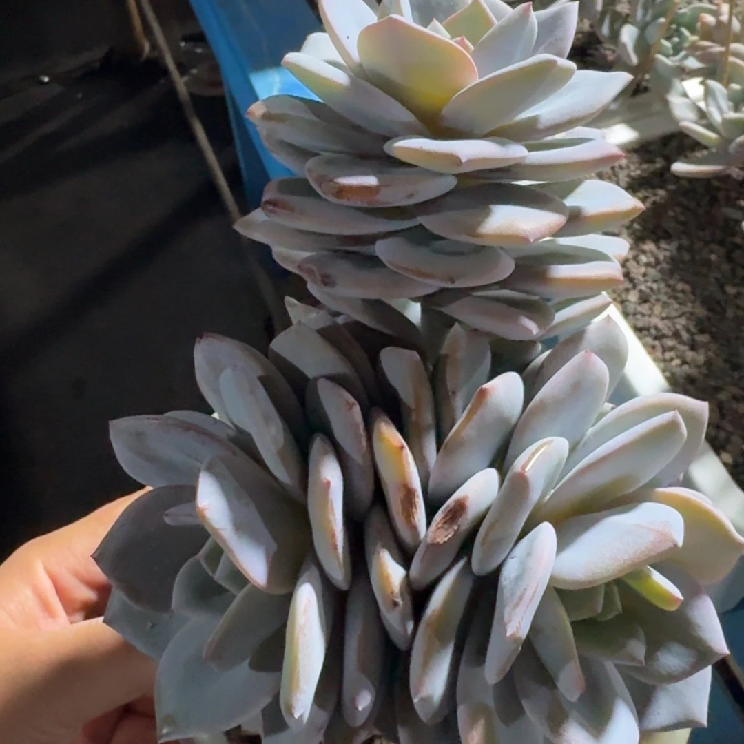 韩版奶茶飘枝包正版