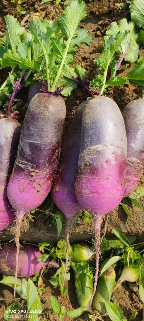 冰淇淋水果萝卜:2.5kg
