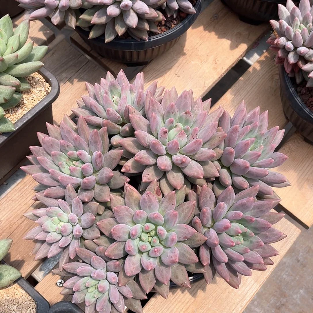 八头摘心红蜻蜓多肉