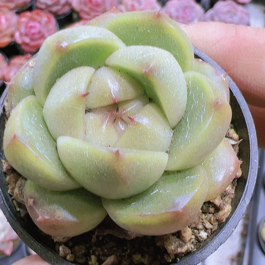 冰冰鬼珍妮带盆带土19包邮多肉