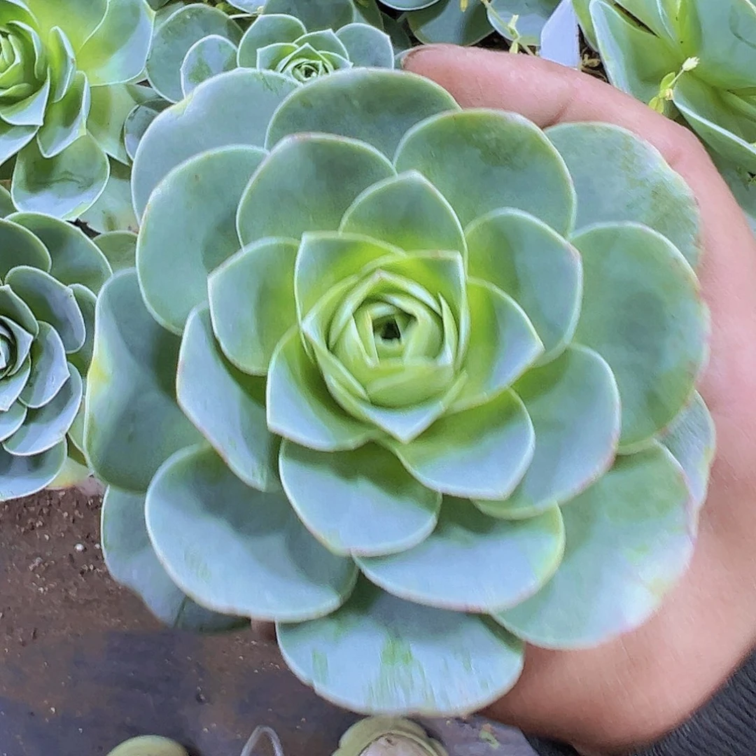 潘多拉玫瑰19包邮