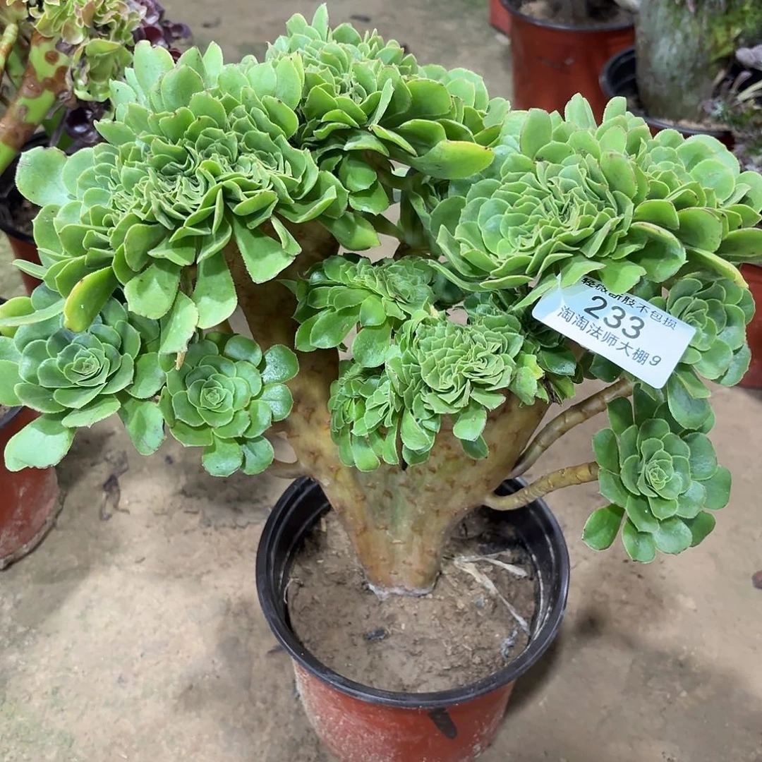 233绿羊绒缀化多肉植物