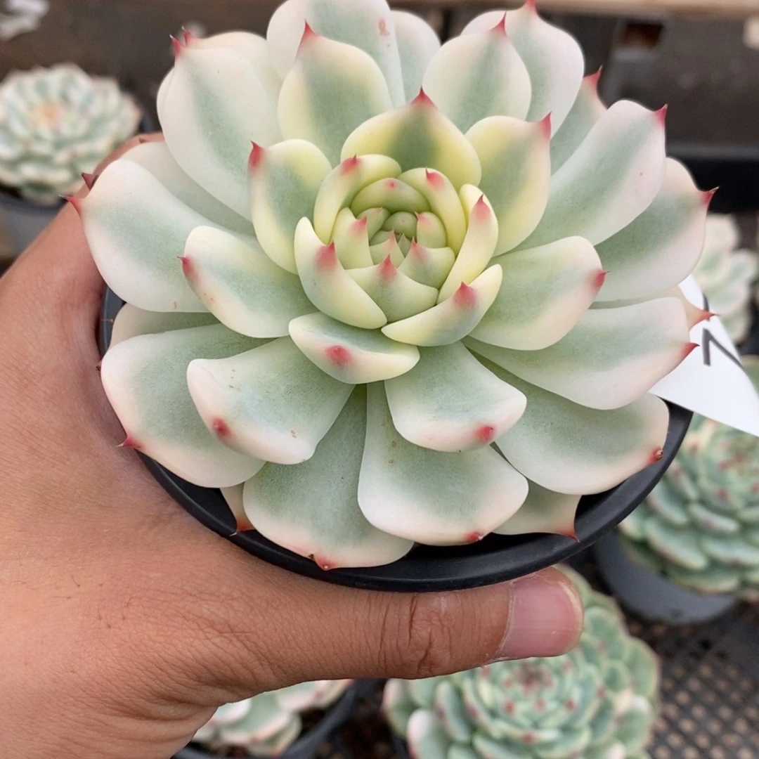 吉娃娃锦多肉植物7807