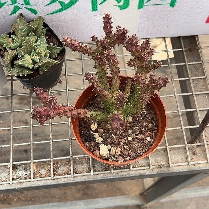 我也不知道我为什么要这样