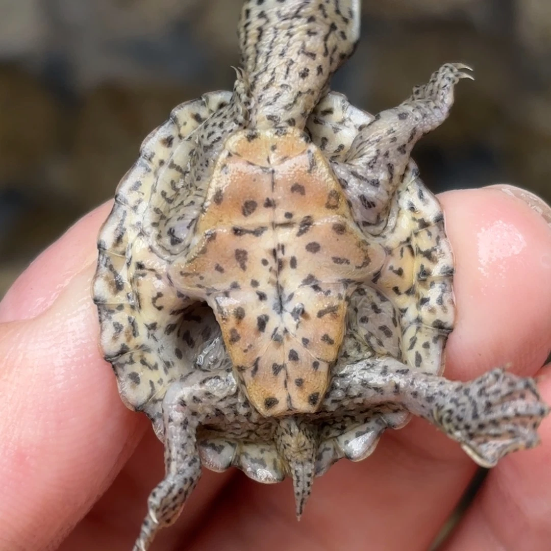 剃刀龟不分公母全品双满文粗纹黑刀