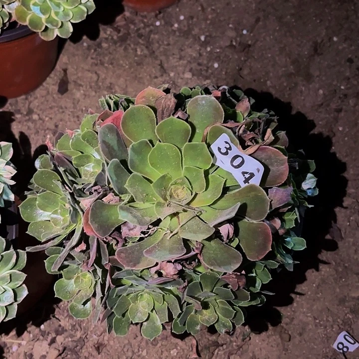 304香妃多肉植物不售后