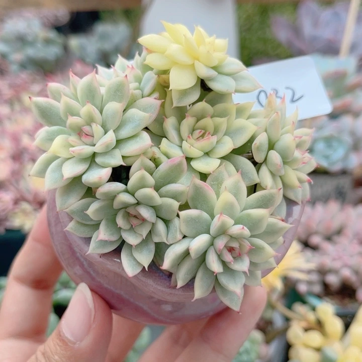 032 女雏锦 带陶瓷盆发货 满28包邮