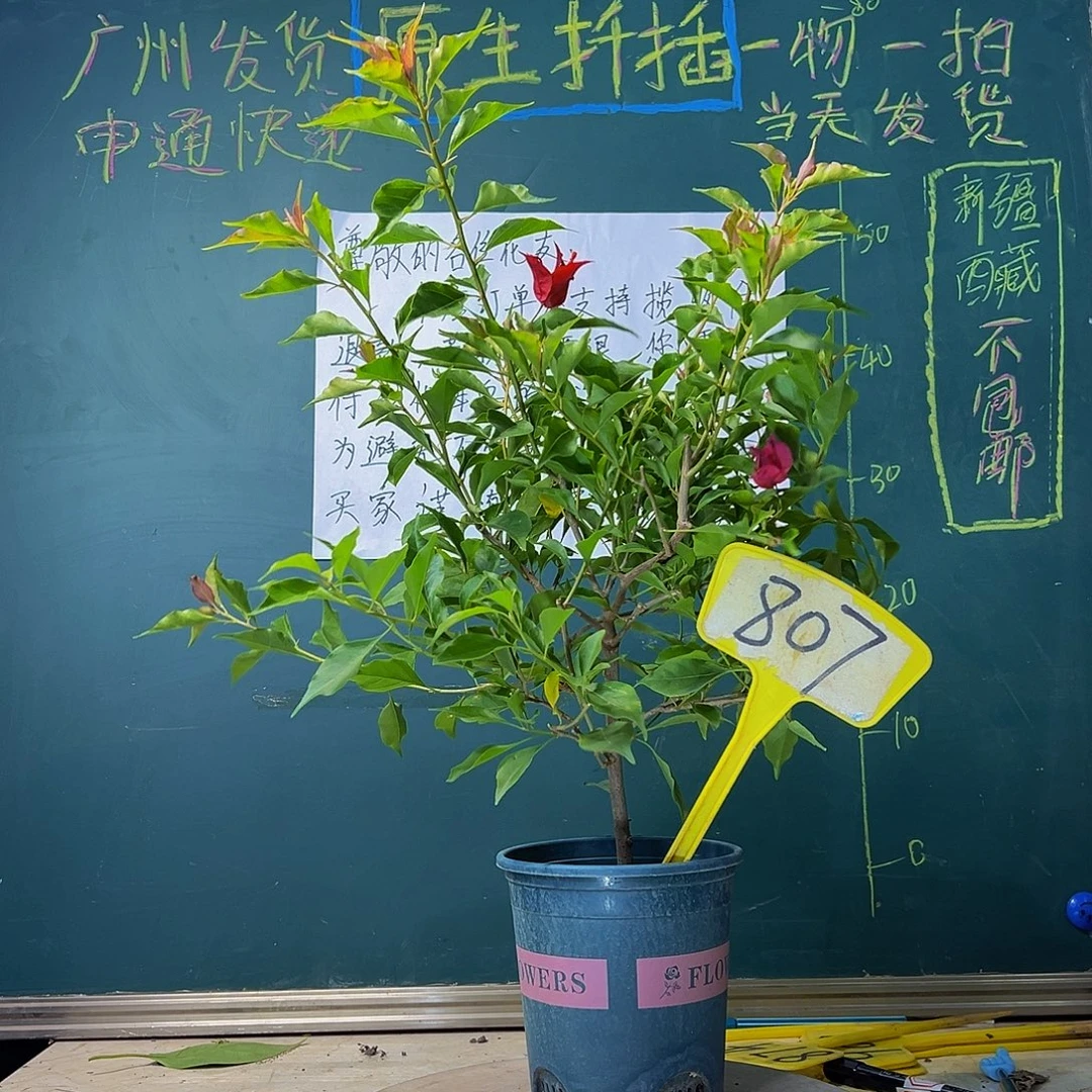 当前无花栽培后可以开花紫桑巴807