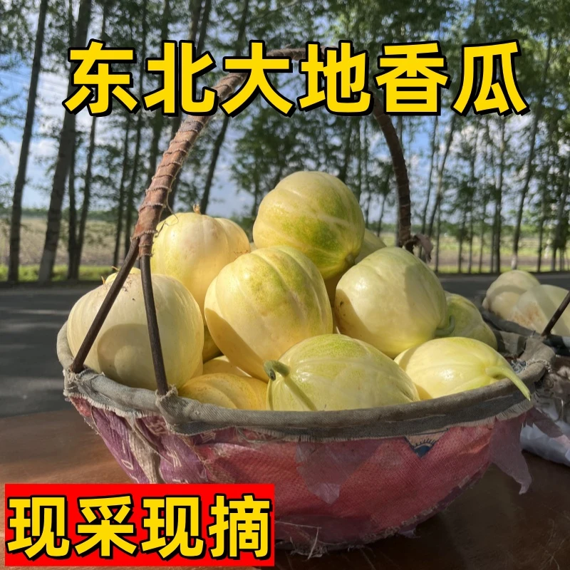 【顺丰快递】东北黑龙江黑土地正宗东北香瓜甜瓜