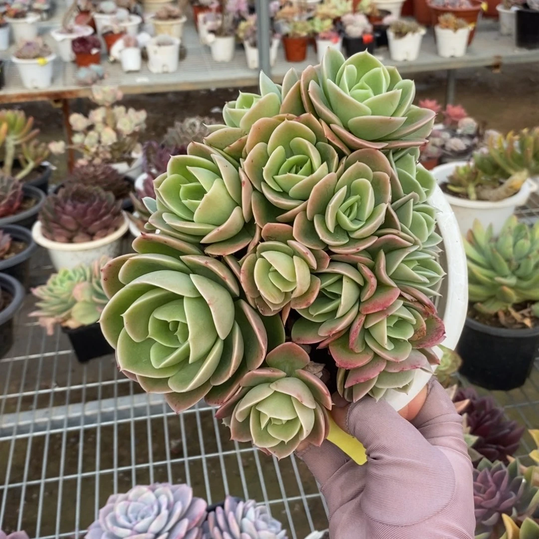 344星纳塔缀化一物一拍