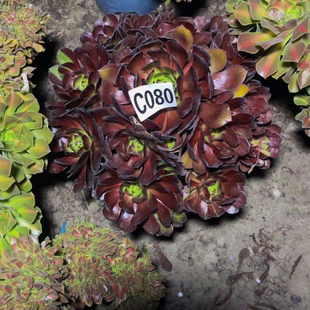 黑寡妇16////3包邮