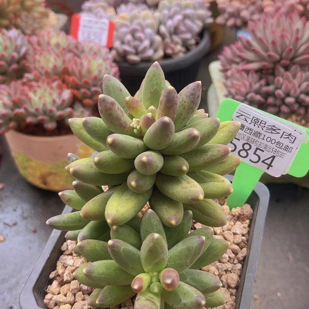 5854千代田 多肉植物