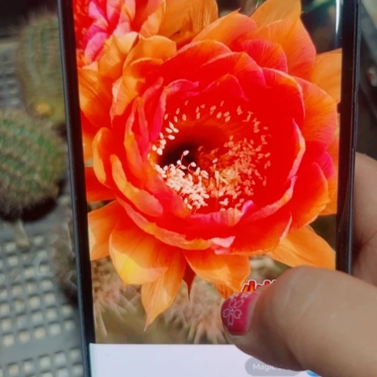 下39彩草火焰莲花歪无根侧芽4公分左右20包邮