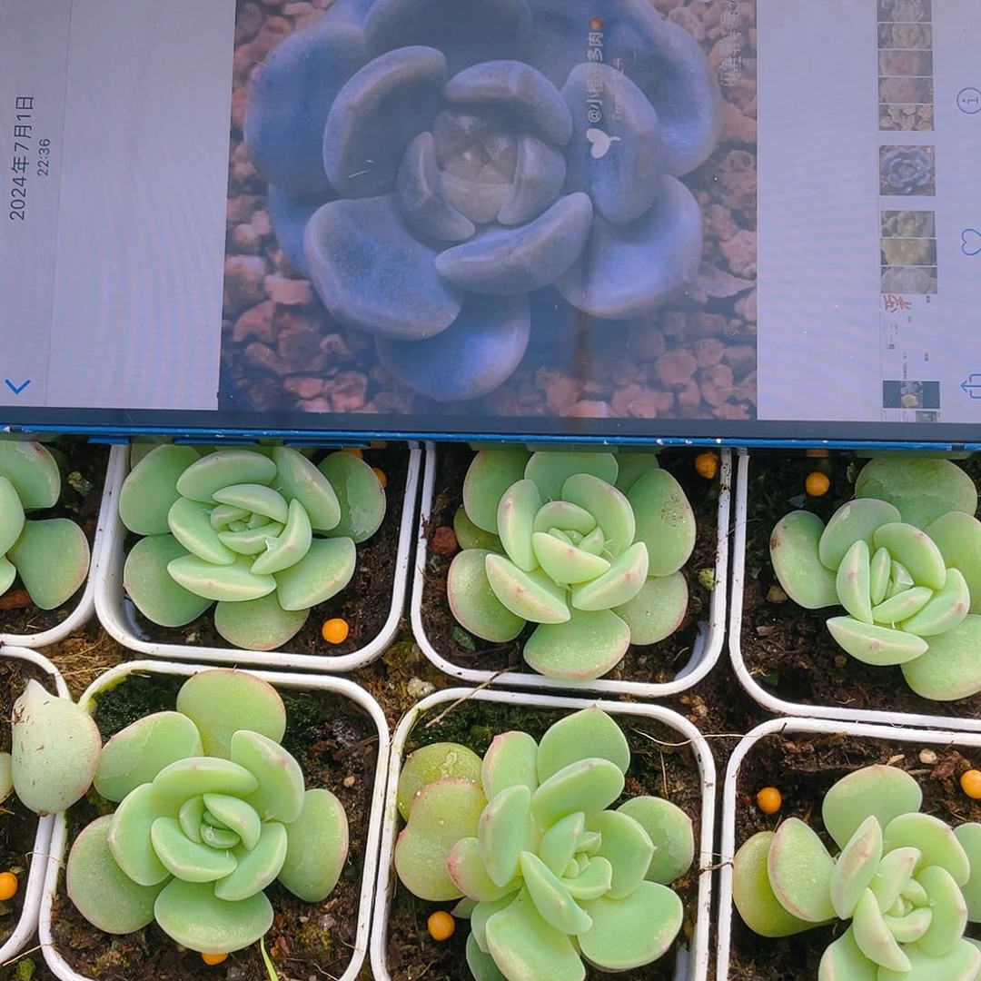 小橙子甜心盆一个满25包邮