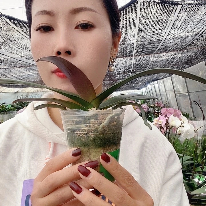 无花朵哈根达斯蝴蝶兰