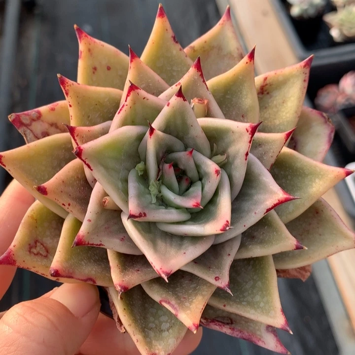 虎皮星星锦多肉植物