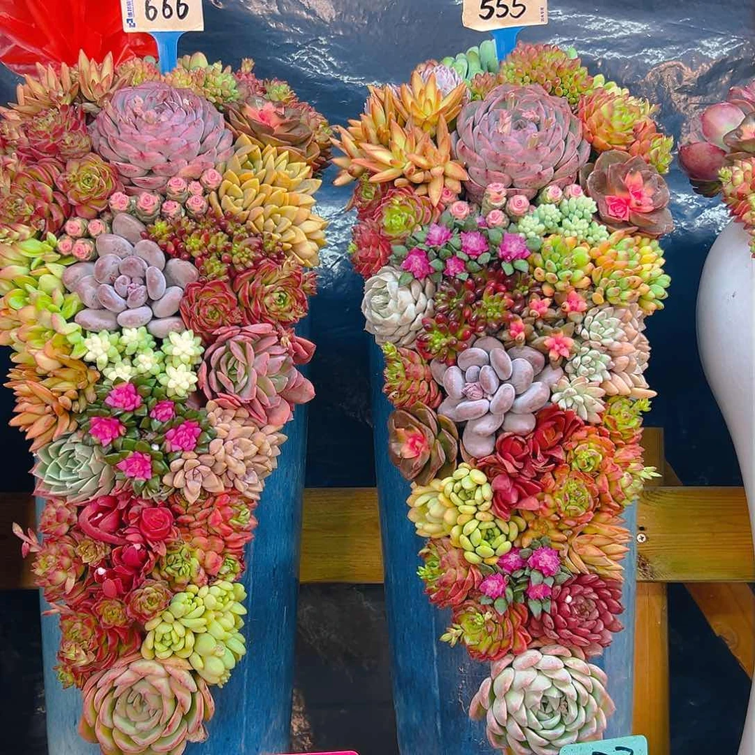 555➕666➕113➕牡丹定制55公分多肉
