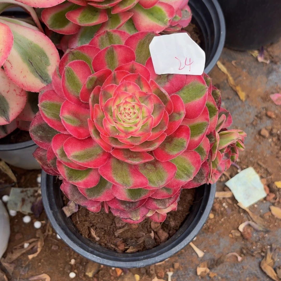 浊*云南荔枝好看，24号