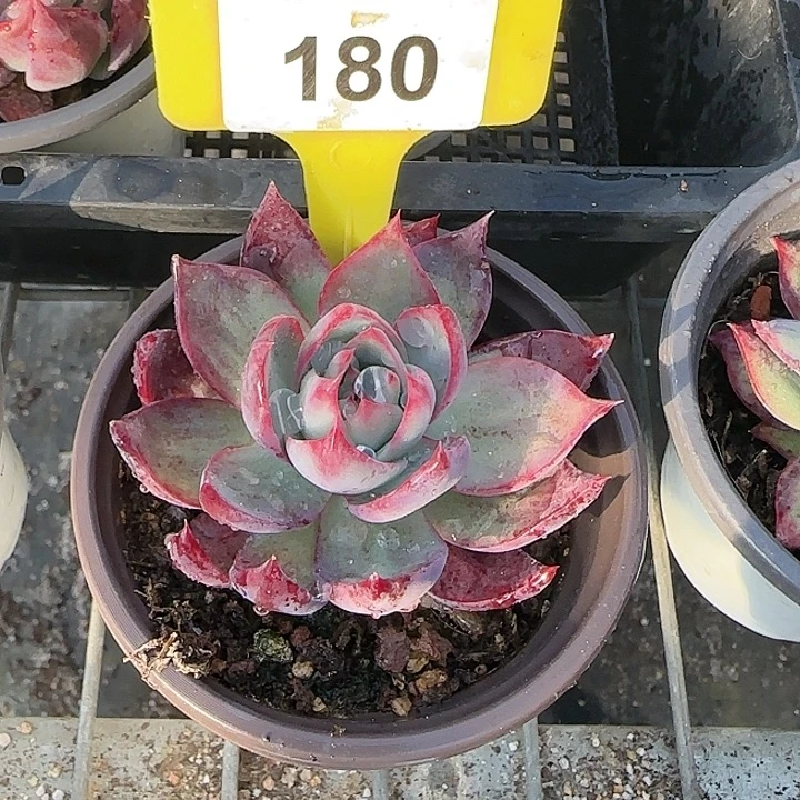 晚***！180，130，155 惊鸿仙子多肉植物6-9cm