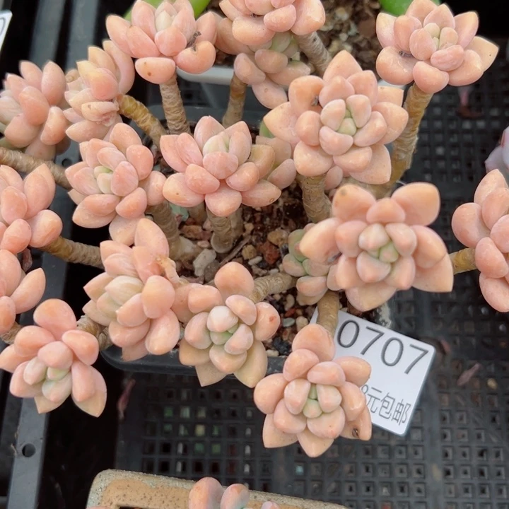 幸运的是我还没遇到你