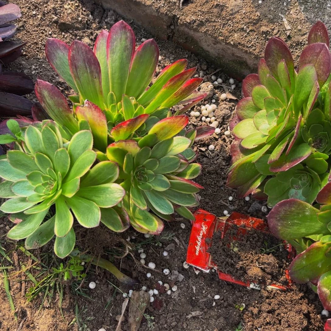 万黄多肉植物捧花的