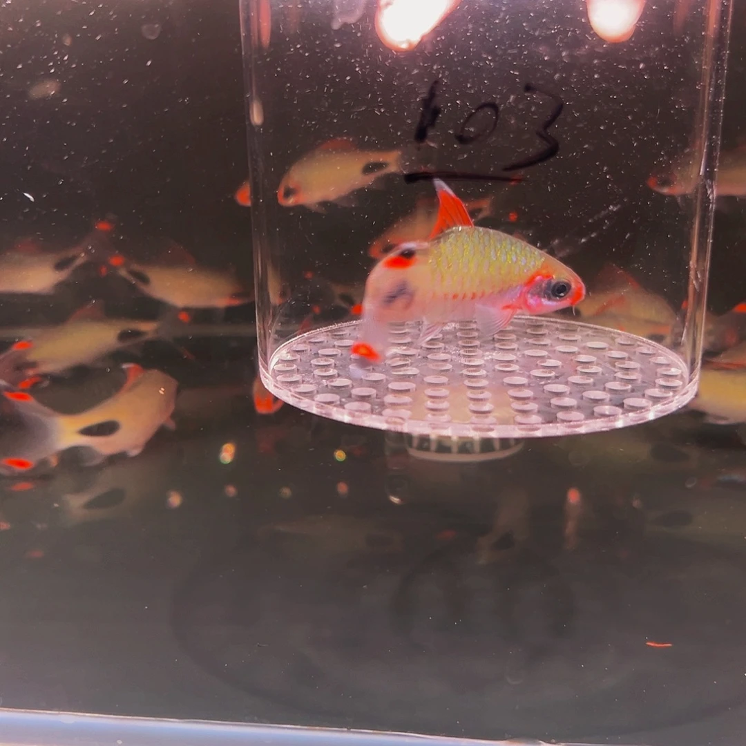 工具鱼红唇野红线鱼鱼鱼鱼103