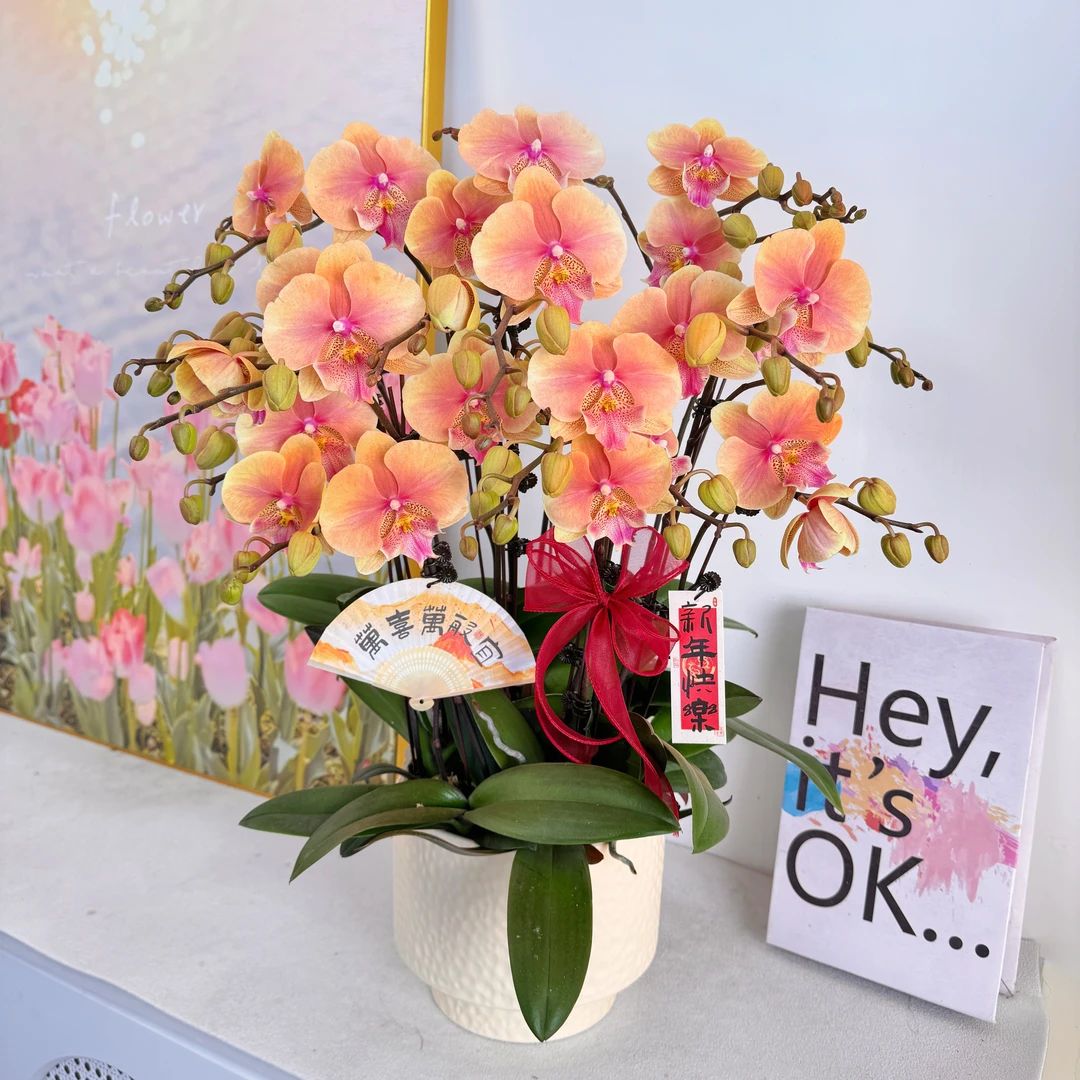 妗画【柿柿如意】组盆室内蝴蝶兰花盆栽开花株 四季好养护绿植叶片