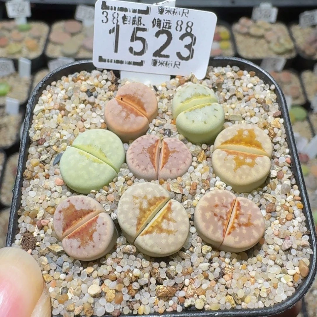 Sssss精品生石花1523