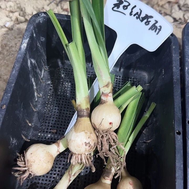 超级玛丽朱顶红一棵