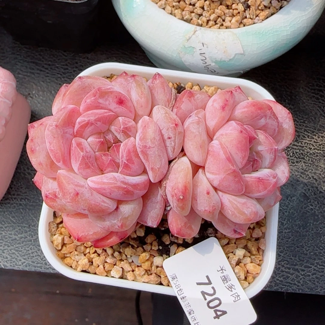 荔枝冻，7204多肉植物