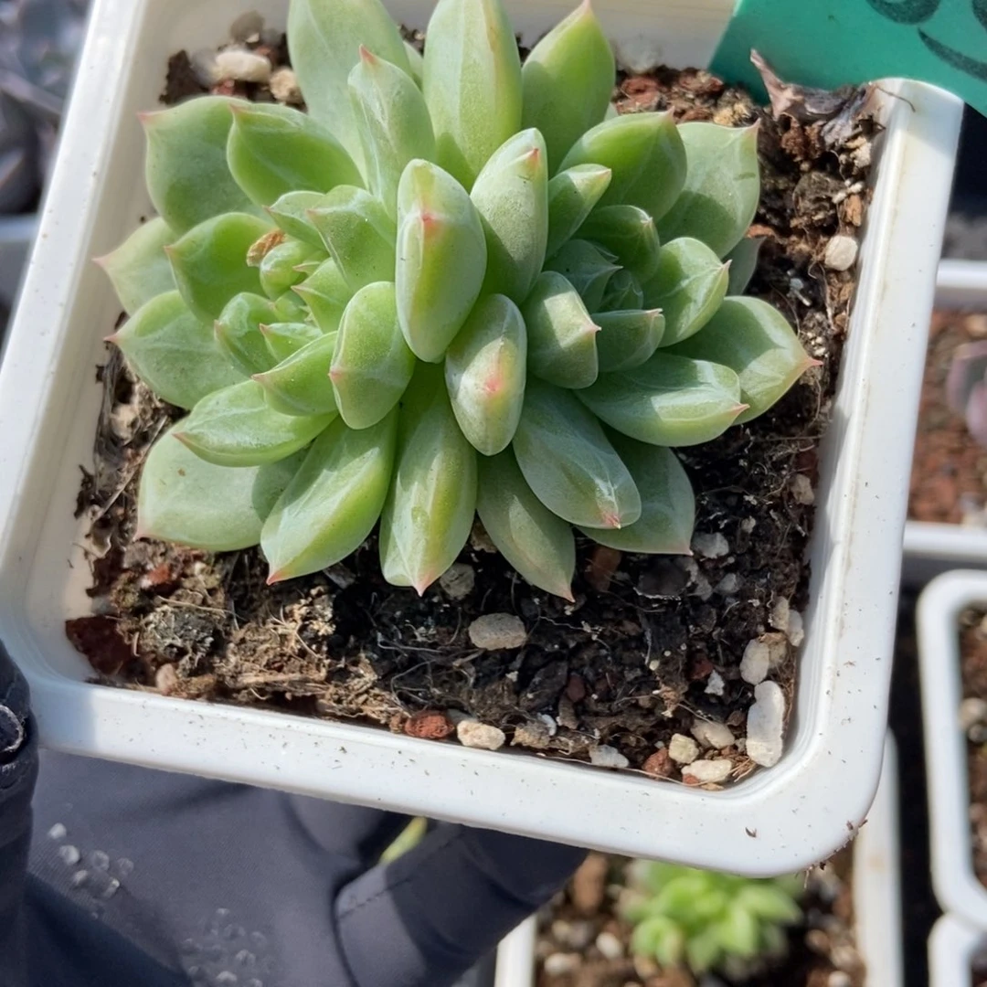 1885雪花珍妮多肉植物保护