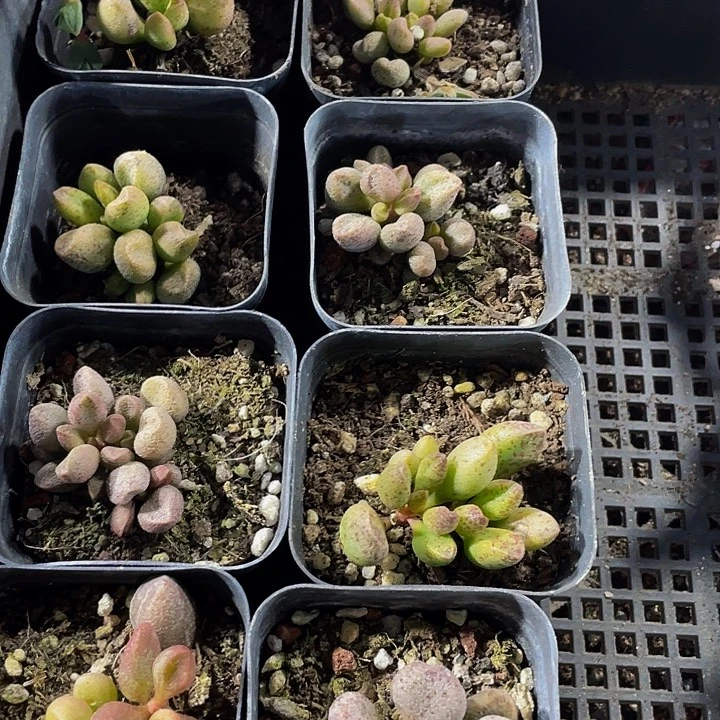 玛丽安带盆土发货