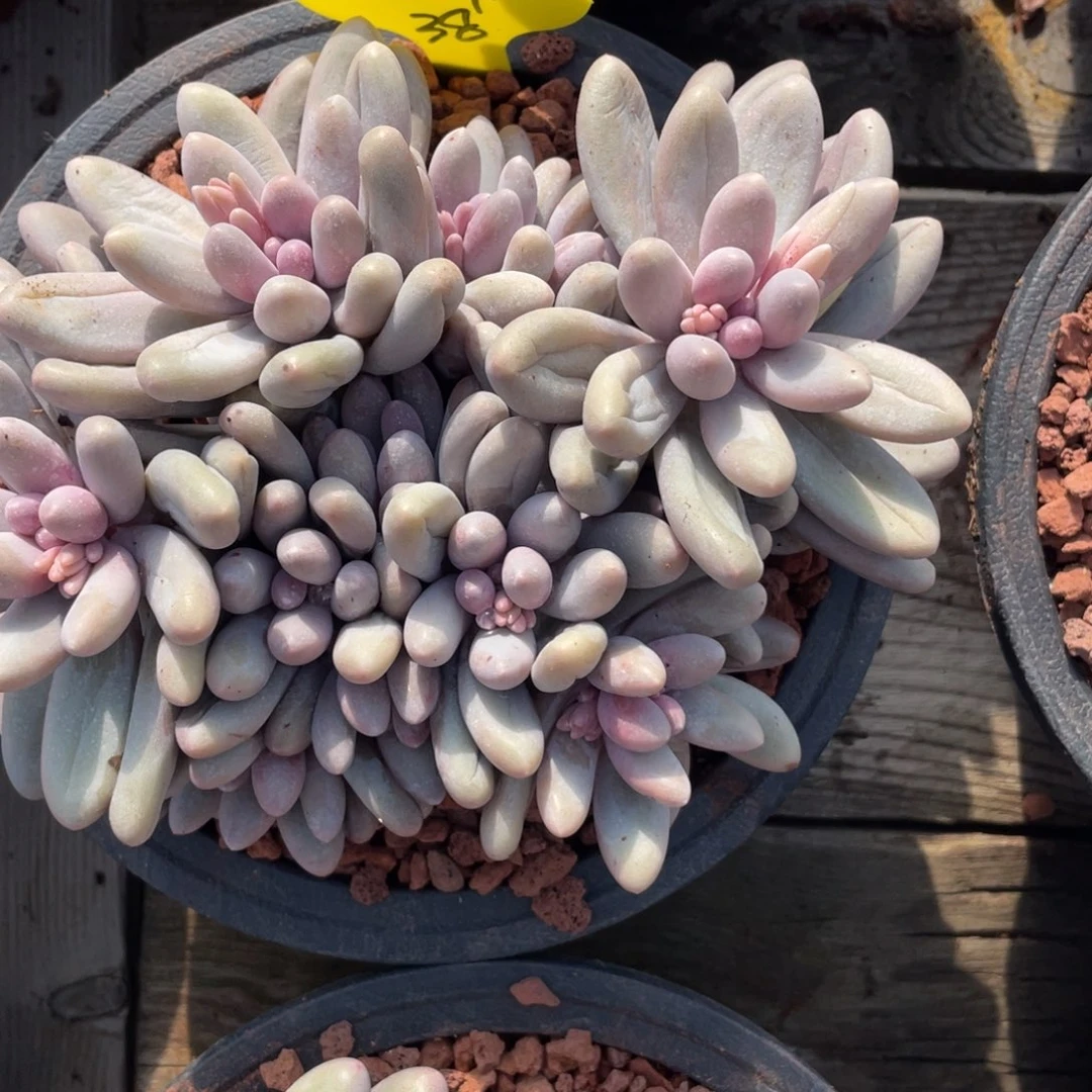 睿****常汤圆群生一个38