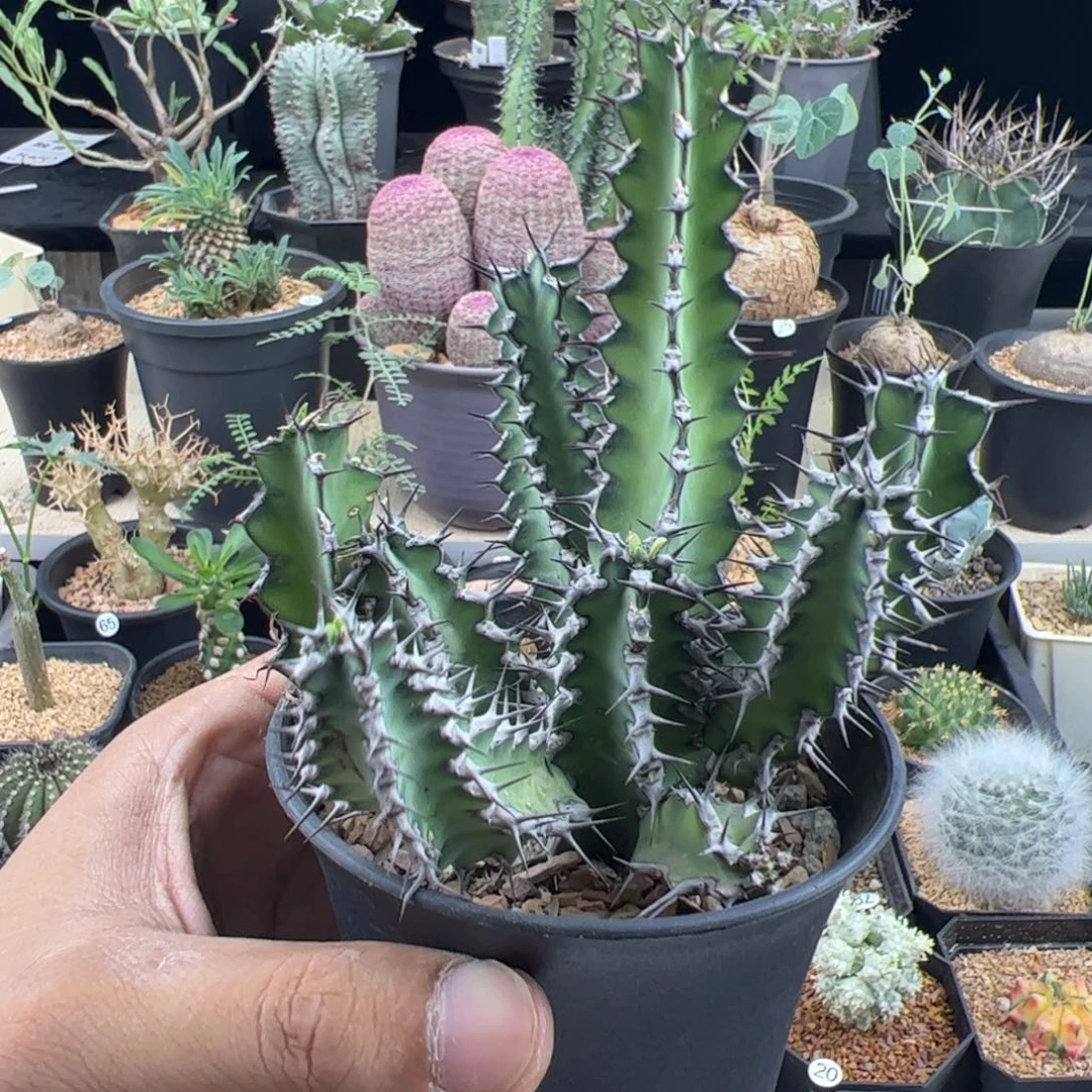 龙角麒麟大戟一物一拍脱土发
