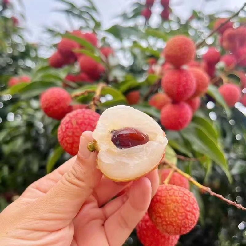 广东新鲜老树荔枝大乌叶新鲜2025现摘现发