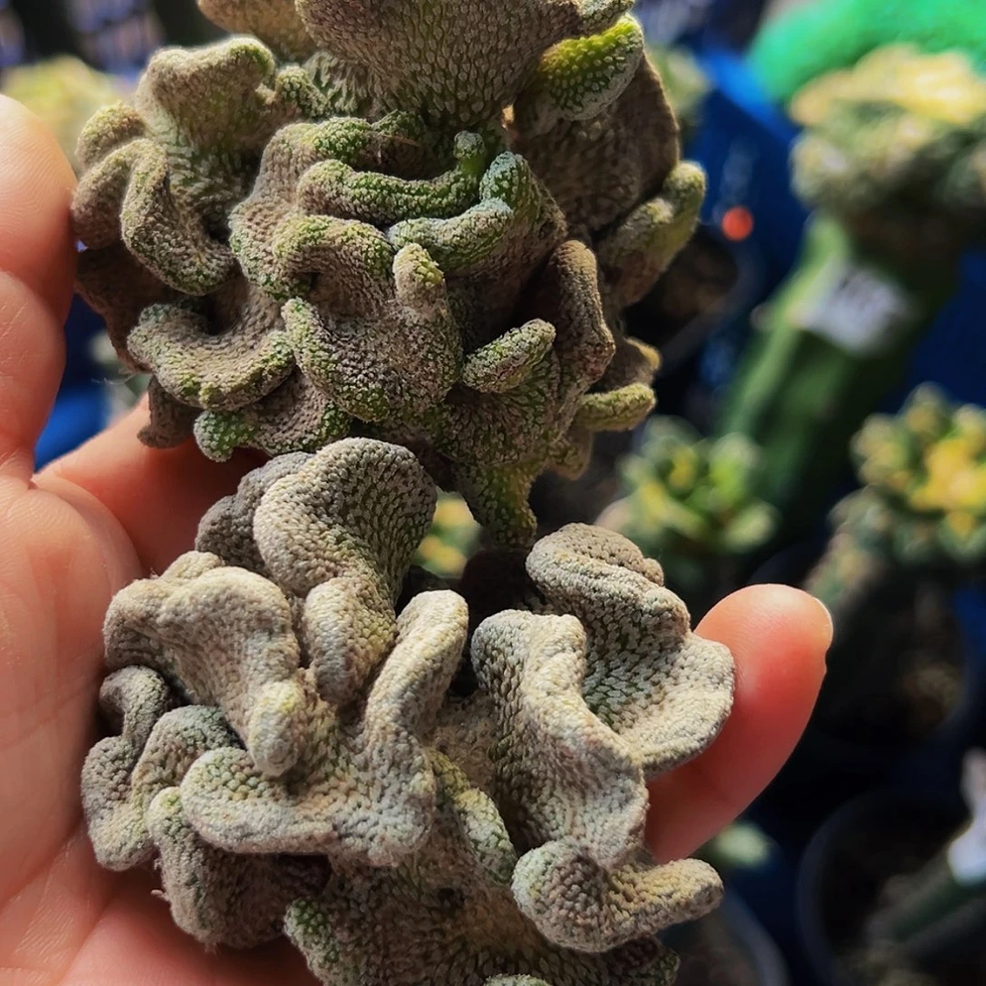 无花朵福利精巧丸缀化头无根