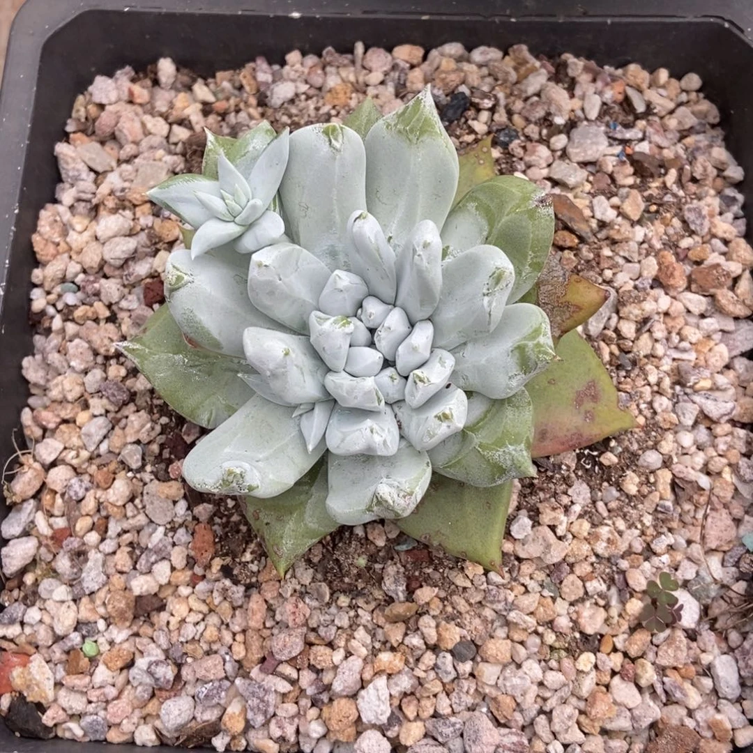 帕翠莎多肉植物啦啦啦