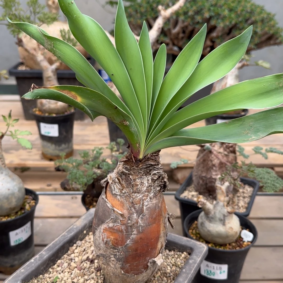 23巨凤之卵块根植物