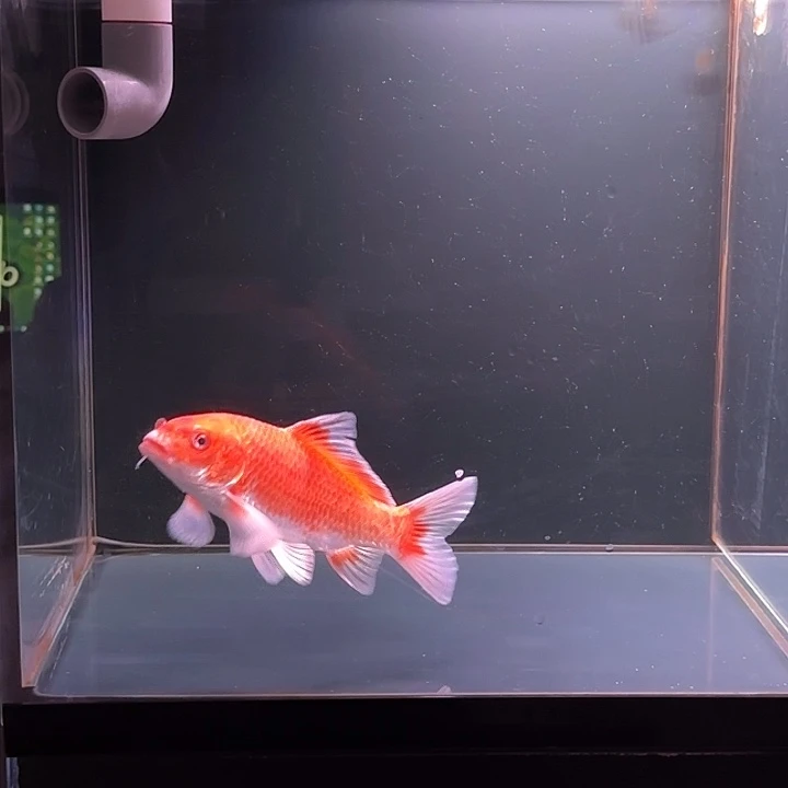 蝴蝶鲤鱼64号花红白肚皮