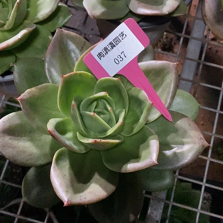 x037-多肉植物 狮子王