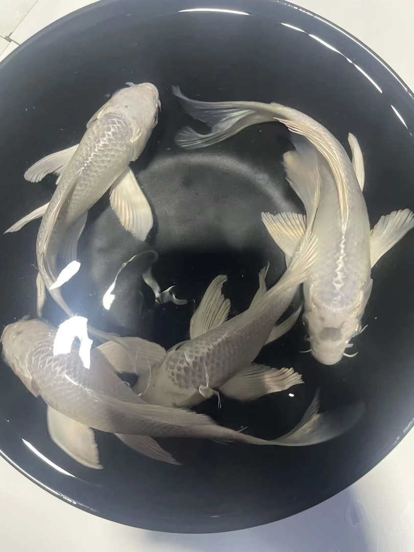 1-100  锦鲤、蝴蝶鲤、德系 玛雅无鳞鱼。