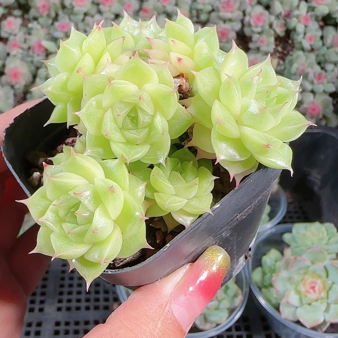0917---118麦秆不包整