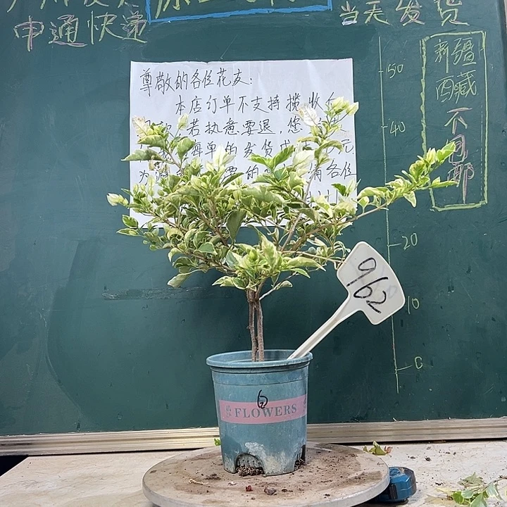 当前无花栽培后可以开花银边白 962