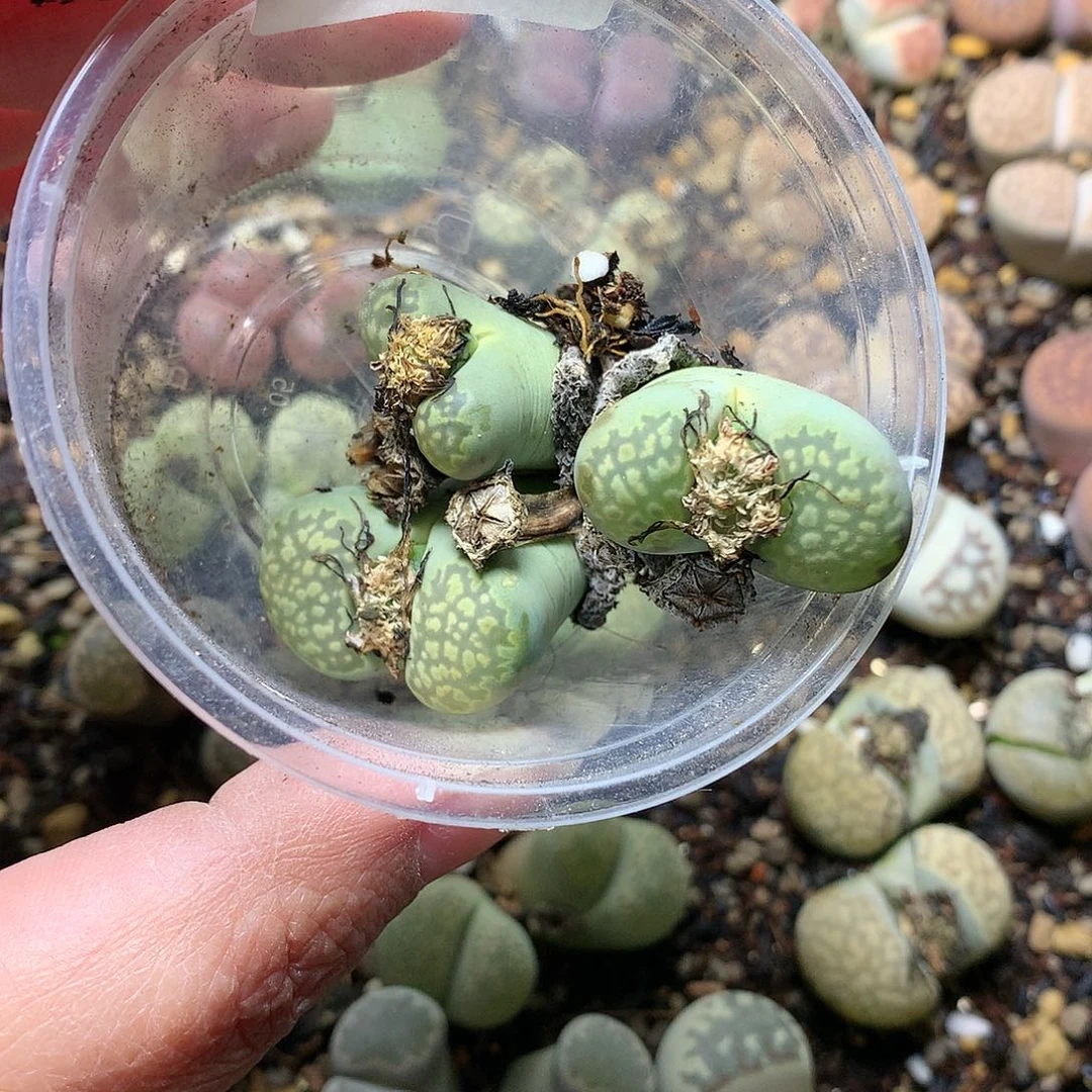 华**哥K440多肉植物保护