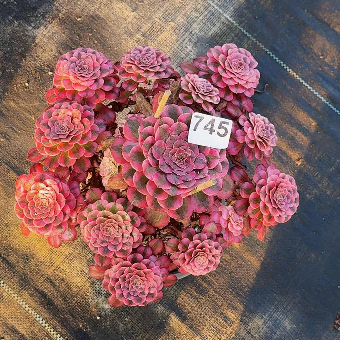 745红铜超白半木质桩