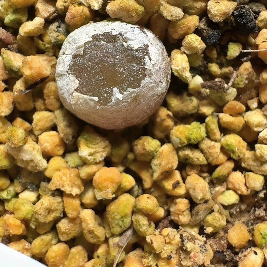 701号多肉植物哇d f